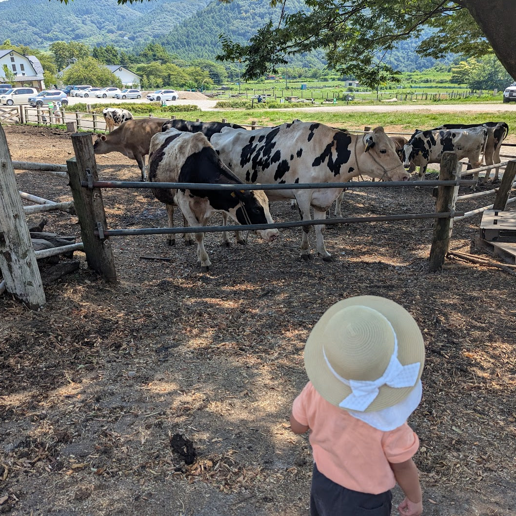 My daughter and cows on a farm, July 2025.
