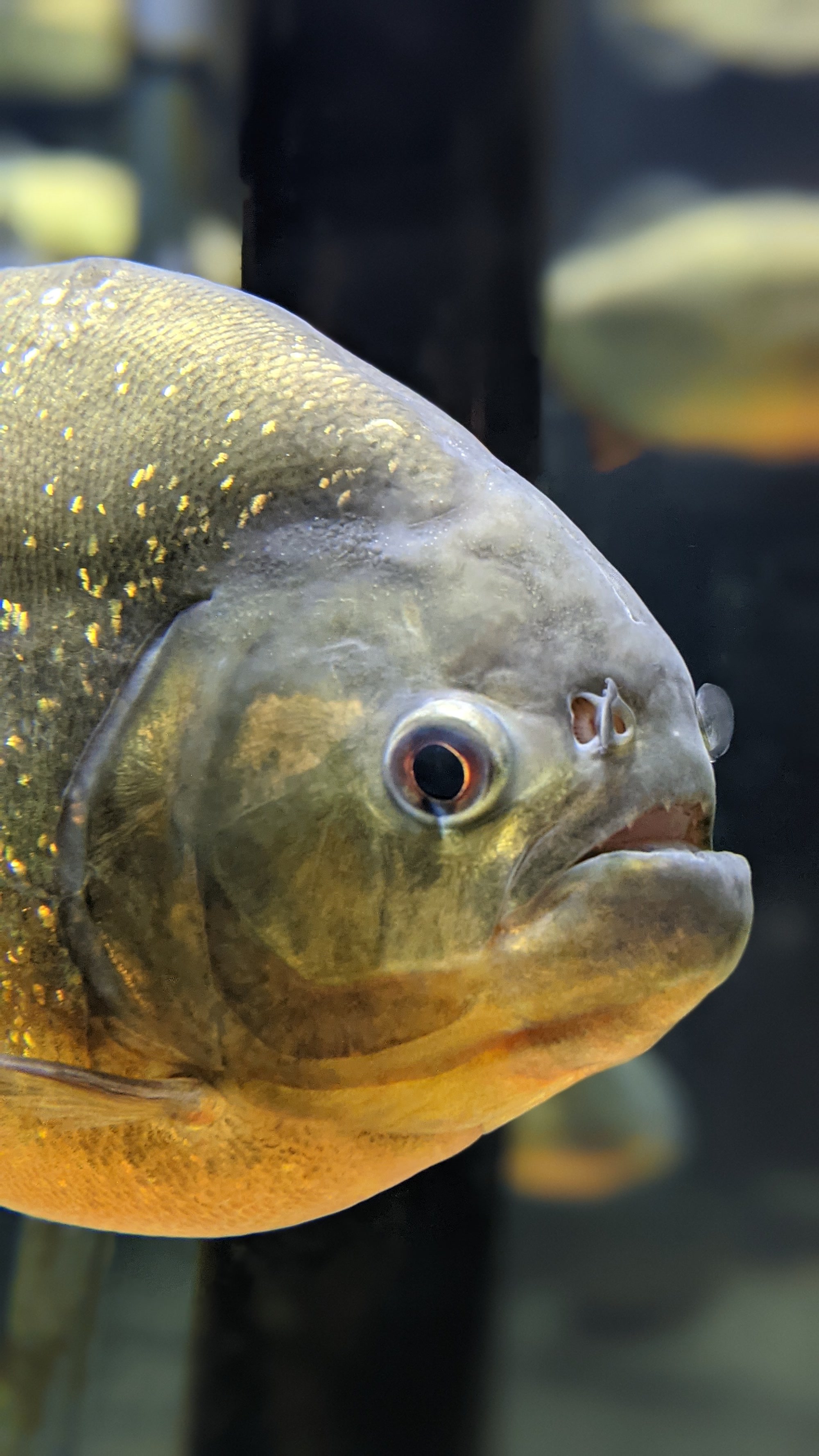 A piranha in Kawasui Kawasaki Aquarium, Octover 2022.
