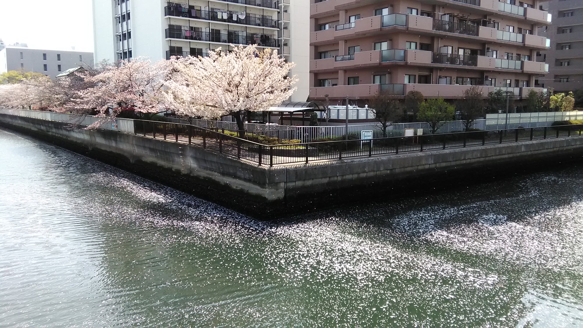 Cherry blossoms lining Sendai Hirikawa River, Koto, April 2018.